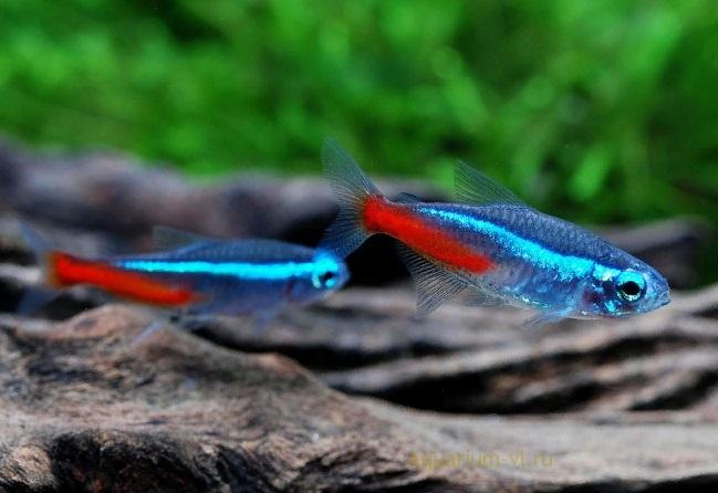 Неон обыкновенный