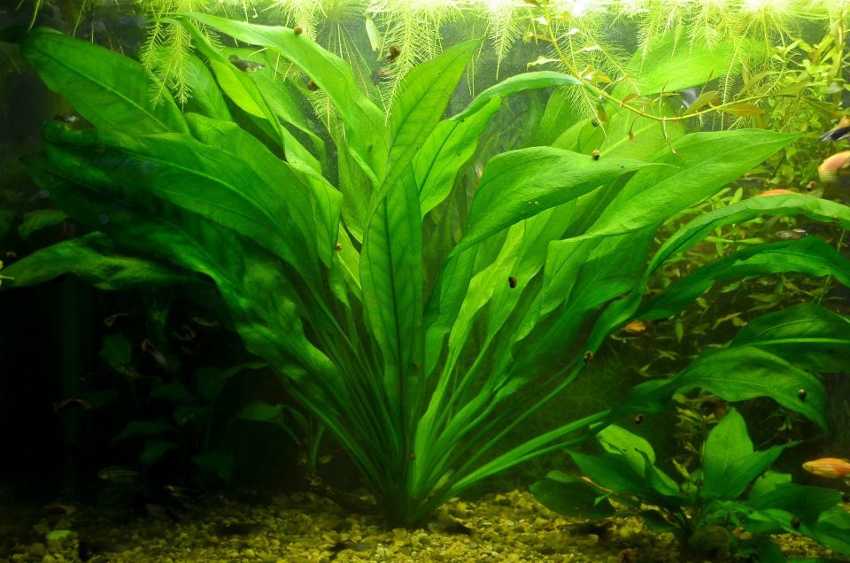 Эхинодорус амазонский